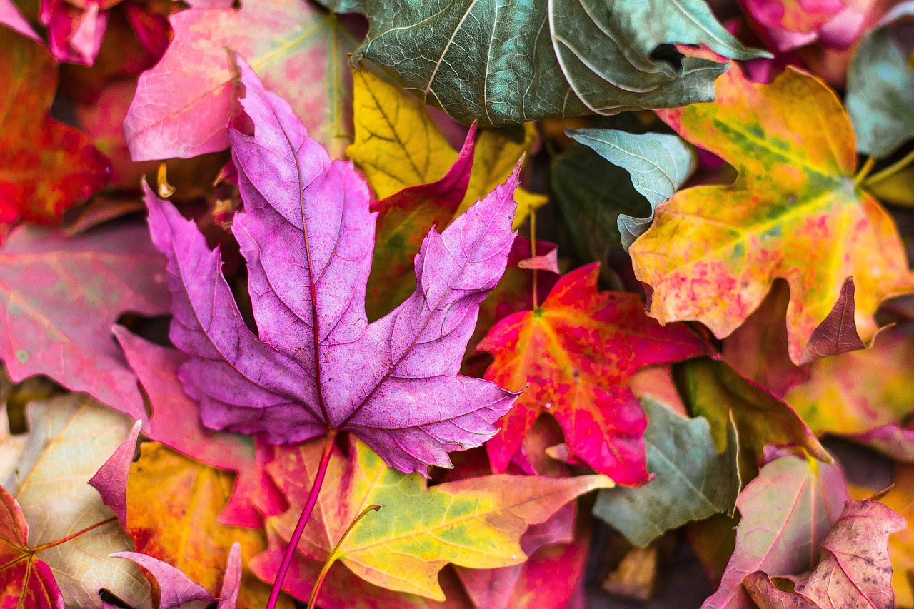 Fall Travel 2024